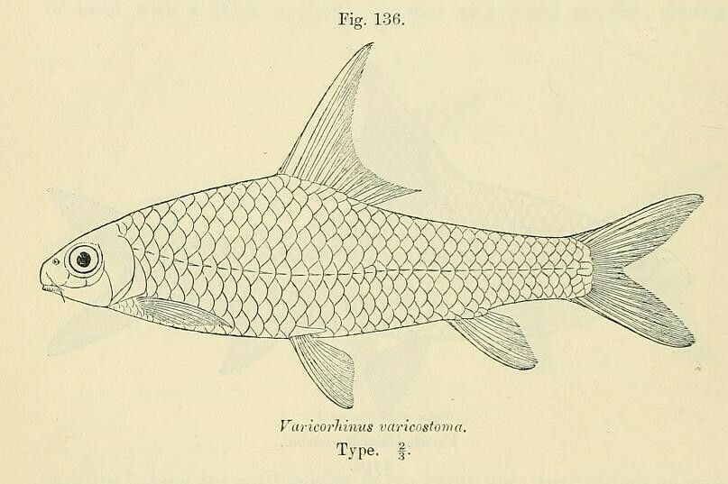 Labeobarbus varicostoma