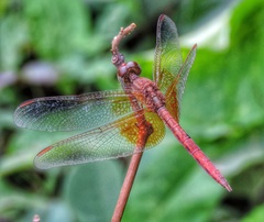 Neurothemis intermedia