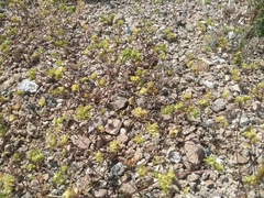 Ipomopsis polycladon