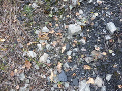 Agaricales