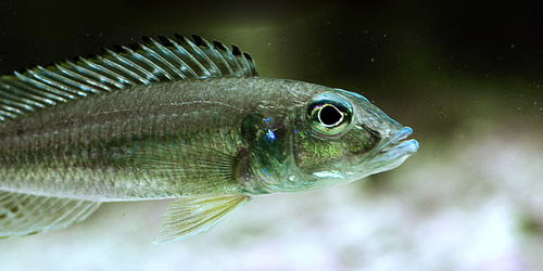 Reganochromis calliurus