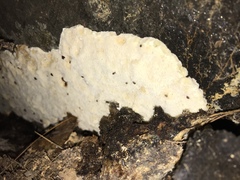 Sarcoporia polyspora