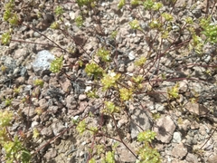 Ipomopsis polycladon