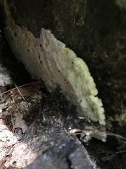 Sarcoporia polyspora