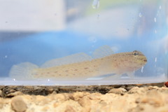 Gobius bucchichi