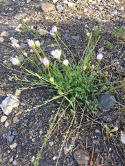Erigeron flagellaris