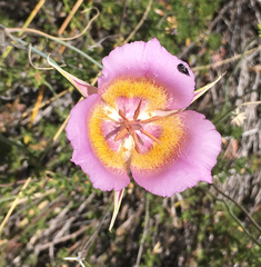 Calochortus plummerae