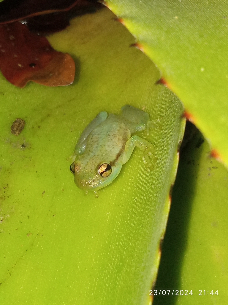 Yellow Heart-tongued Frog
