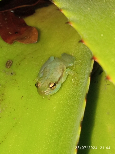 Yellow Heart-tongued Frog, Phyllodytes luteolus
