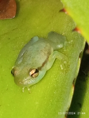 Yellow Heart-Tongued Frog photo 3