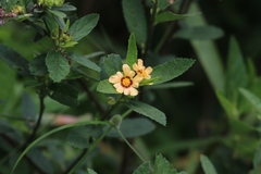 Sida ciliaris