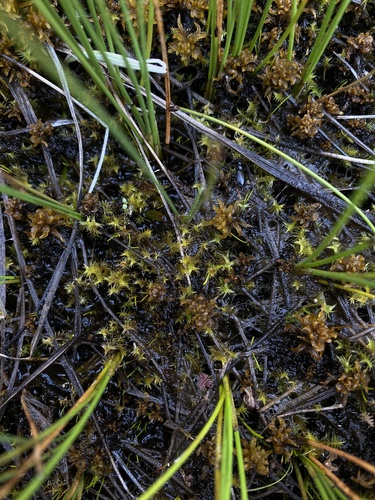 Image of Meesia triquetra by (c) Daniel Kennedy, some rights reserved (CC BY)
