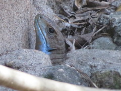 Broadleysaurus major