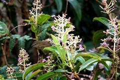 Miconia robinsoniana
