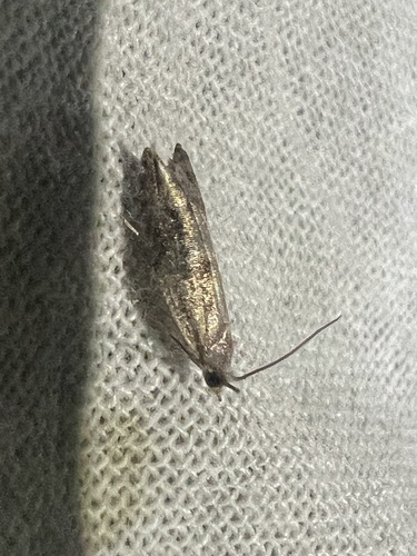 Holly Tortrix, Schiermonnikoog National Park, Schiermonnikoog, Provinz Friesland, NL, photo 8 of 10