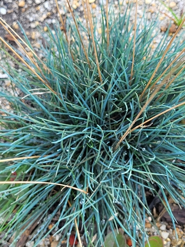Image of Festuca ovina by (c) Sean Rigney, some rights reserved (CC BY)