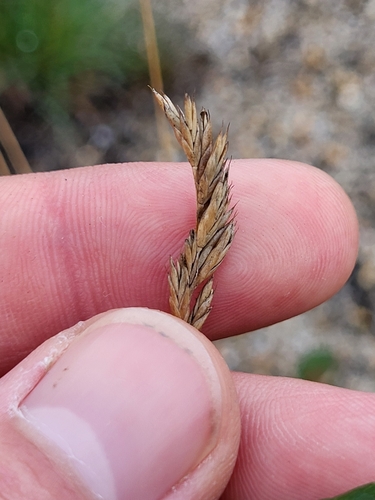 Image of Festuca ovina by (c) Sean Rigney, some rights reserved (CC BY)
