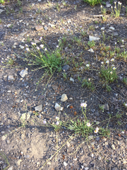 Erigeron flagellaris