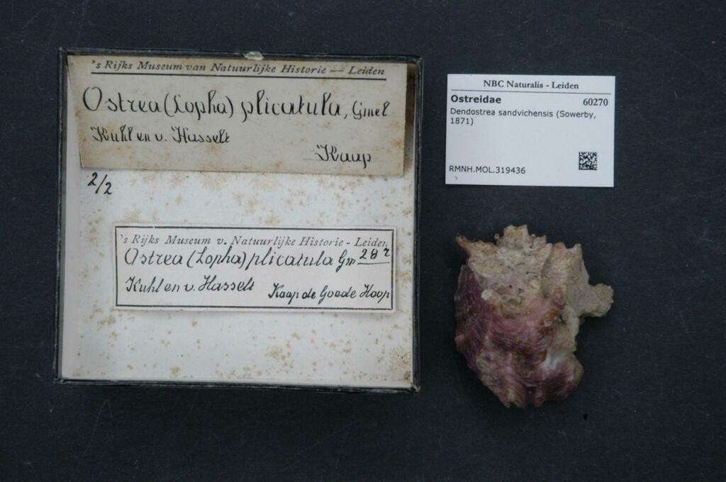 Hawaiian Oyster