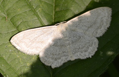 Scopula nigropunctata