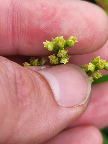 Image of Bartonia virginica by (c) Sean Rigney, some rights reserved (CC BY)