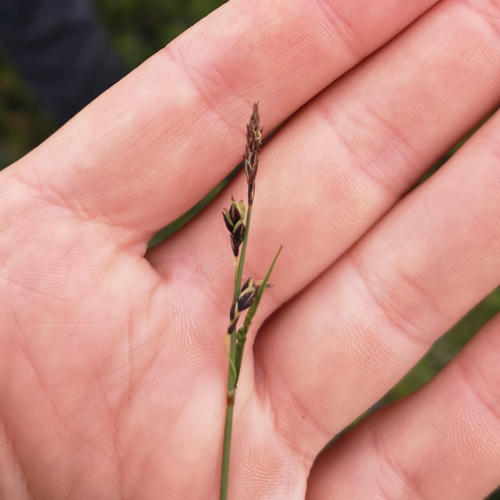 loose-flowered alpine sedge from Colville Lake, NT X0E 1L0, Canada on ...