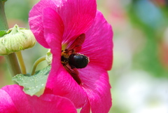 Xylocopa appendiculata