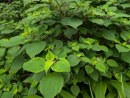 Waimea pipturus (Pipturus albidus)