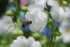 Xylocopa appendiculata