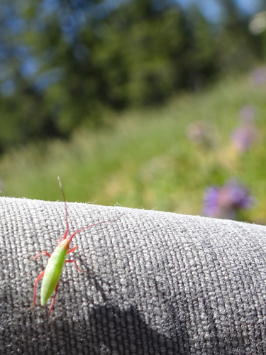 iNaturalist observation photo of Stenodemini