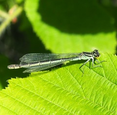 Coenagrion hastulatum