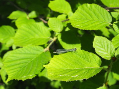 Coenagrion hastulatum
