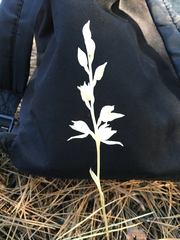 Cephalanthera austiniae