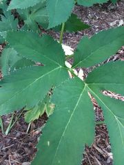 Angelica gigas