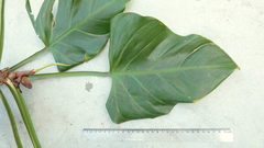 Philodendron fragrantissimum