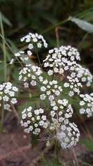 Oenantheae
