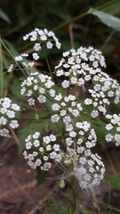 Oenantheae