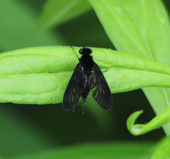 Chrysopilus velutinus
