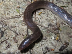 Atractaspis bibronii