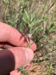 Epilobium densiflorum