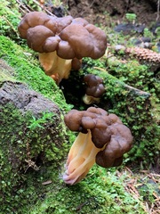 Gyromitra esculenta