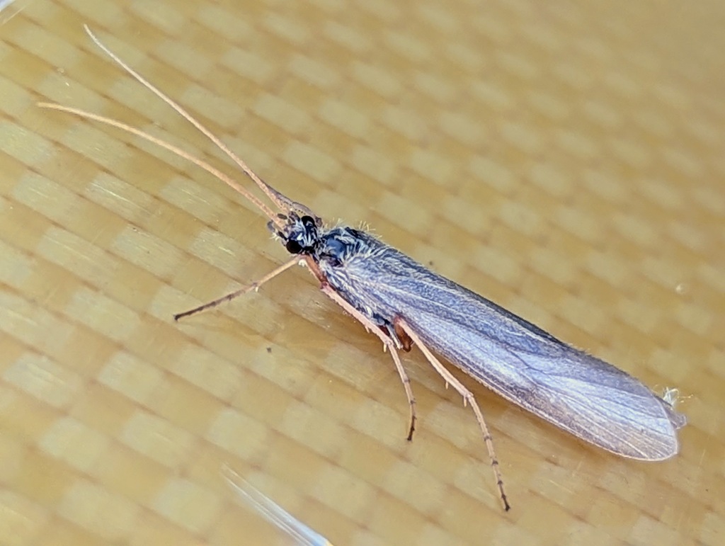 Yellow-horned Hood Caddisfly