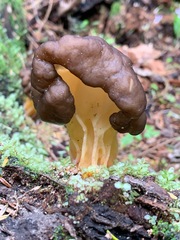 Gyromitra esculenta