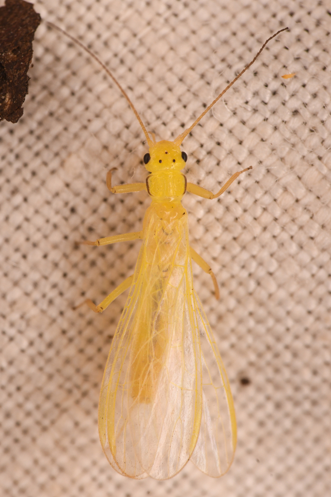 Tulare Sallfly