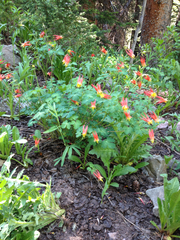 Aquilegia elegantula