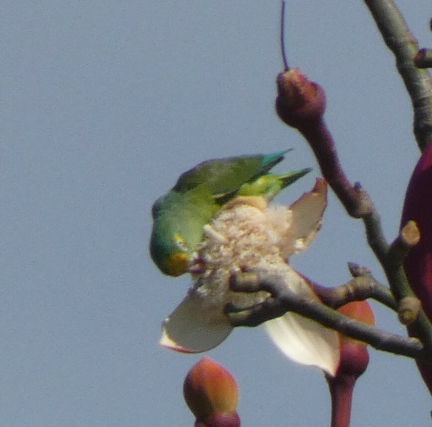 Tui Parakeet (Brotogeris sanctithomae)