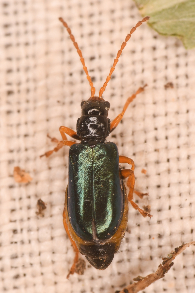 Phyllobrotica leechi