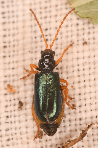 Phyllobrotica leechi