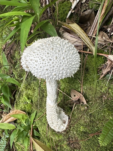 Amanita virgineoides