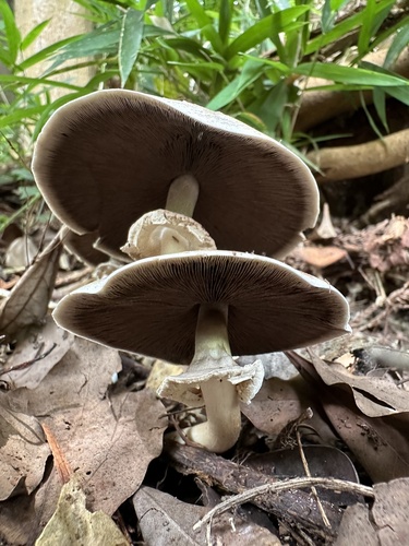 Agaricus
